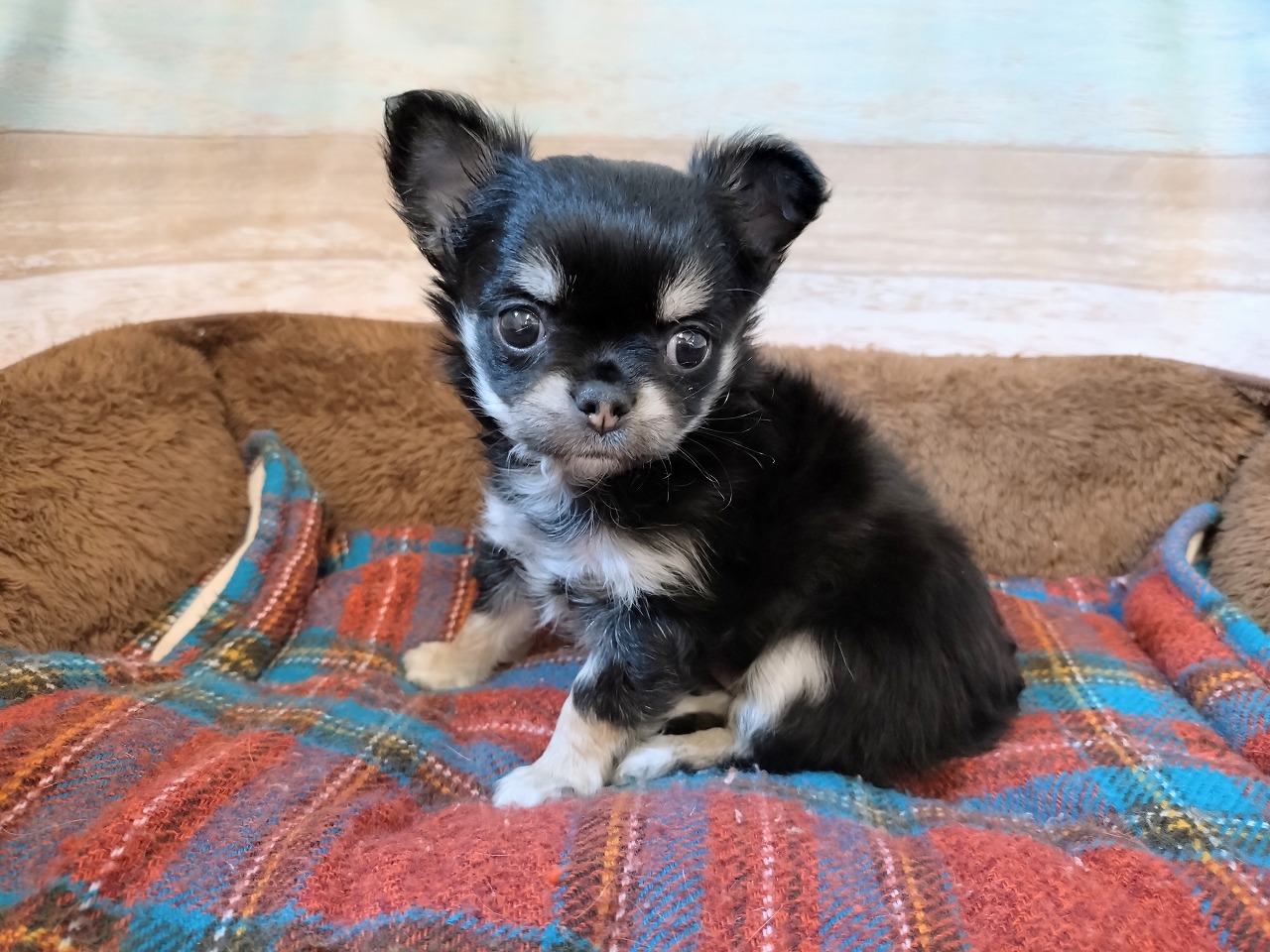 群馬県のチワワ(ロング) (ペッツワン青柳店/2026年2月23日生まれ/女の子/ブラックホワイト)の子犬の1枚目の画像