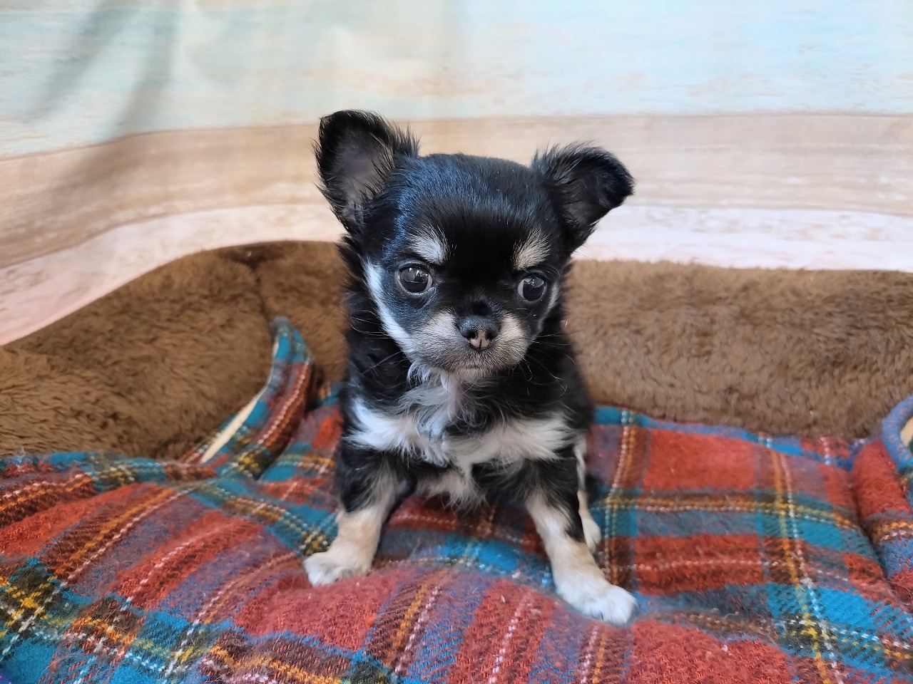 群馬県のチワワ(ロング) (ペッツワン青柳店/2026年2月23日生まれ/女の子/ブラックホワイト)の子犬の2枚目の画像