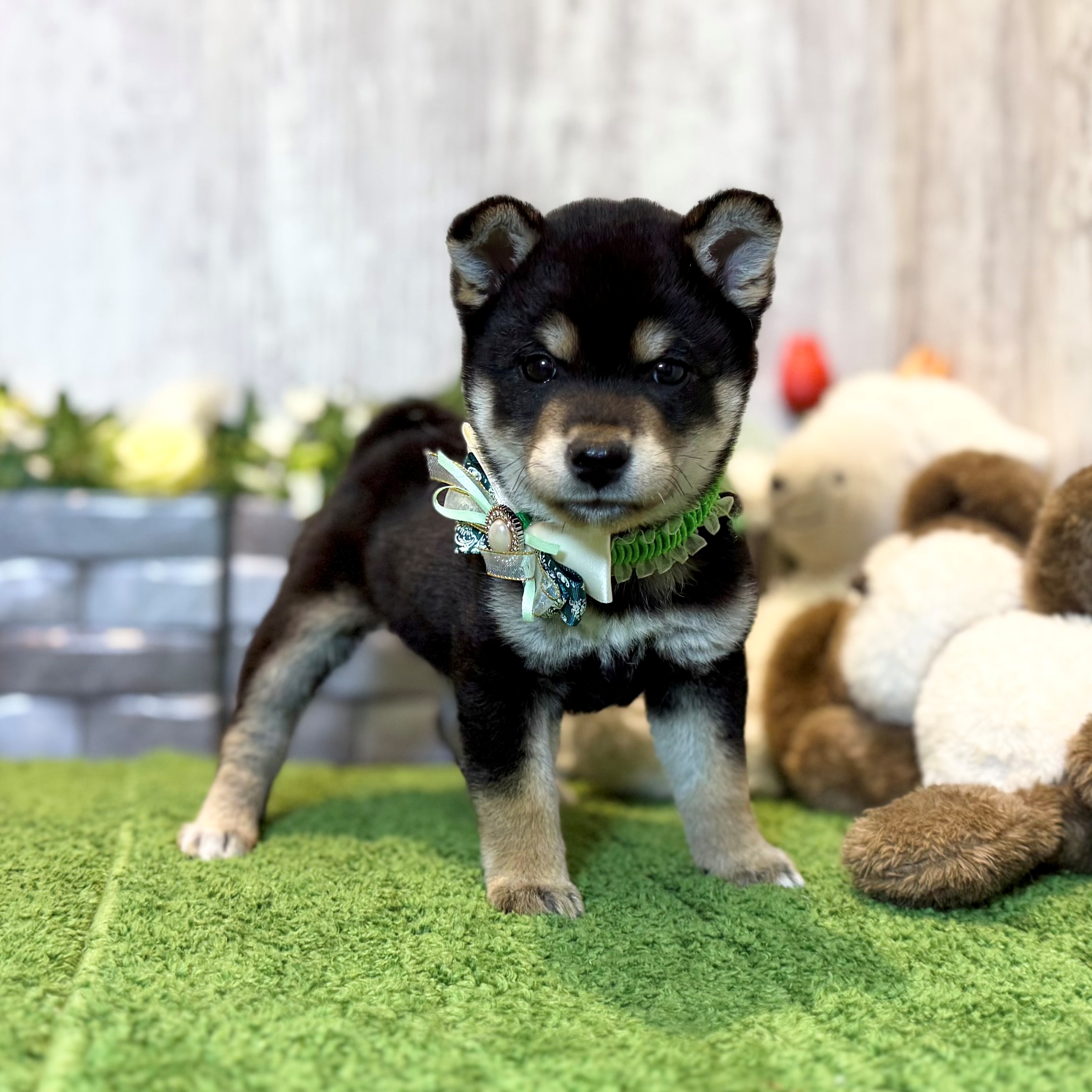 兵庫県の柴犬(標準サイズ) (ペッツワン姫路大津店/2026年2月26日生まれ/男の子/黒)の子犬の3枚目の画像