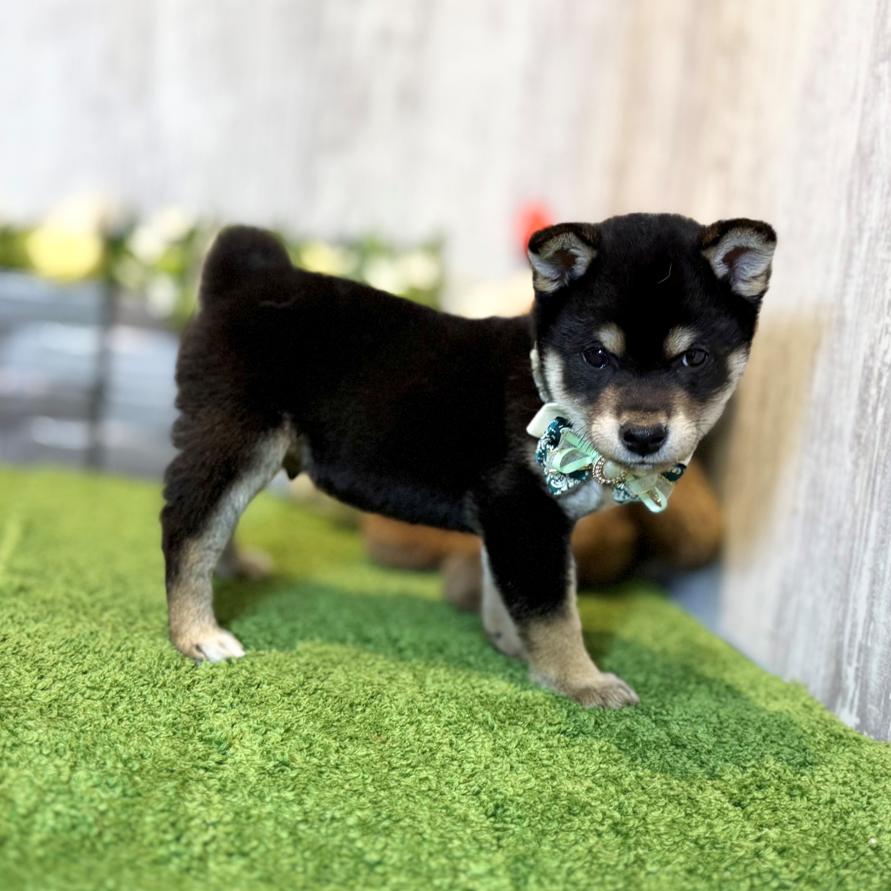 兵庫県の柴犬(標準サイズ) (ペッツワン姫路大津店/2026年2月26日生まれ/男の子/黒)の子犬の2枚目の画像