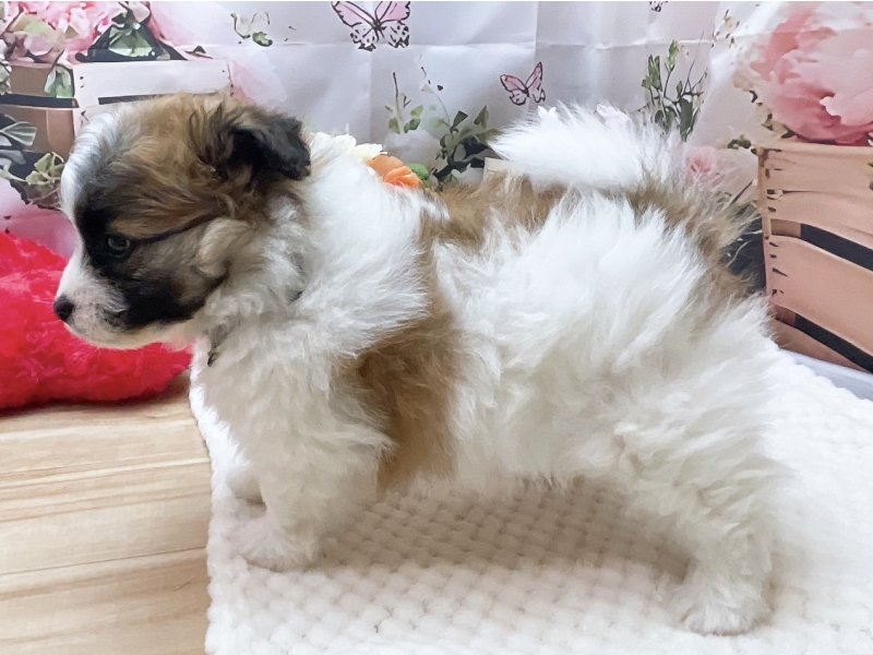 愛知県のハーフ犬・ミックス犬 (ペッツワン豊田四郷店/2026年1月2日生まれ/男の子/パーティーカラー)の子犬の3枚目の画像