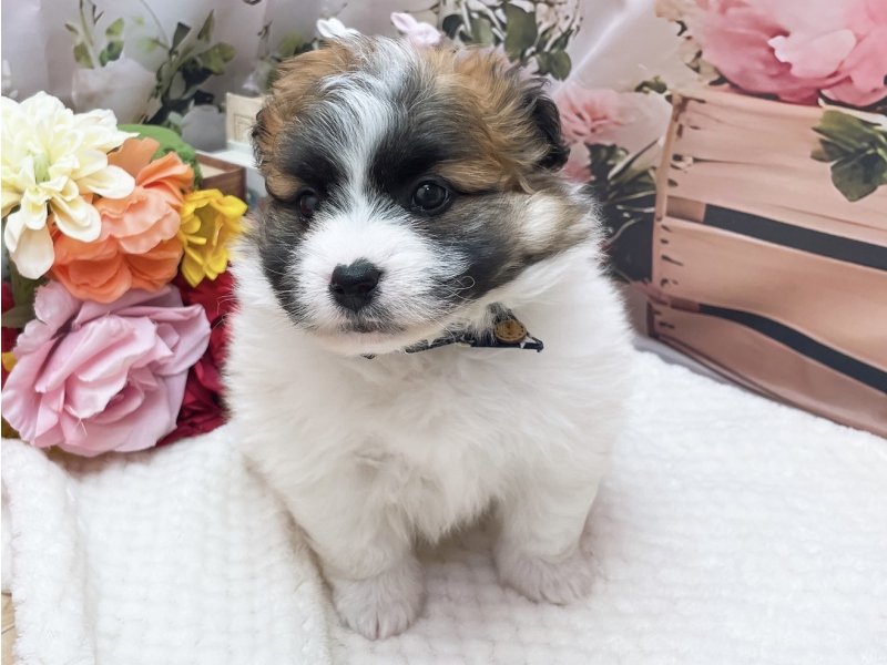 愛知県のハーフ犬・ミックス犬 (ペッツワン豊田四郷店/2026年1月2日生まれ/男の子/パーティーカラー)の子犬の2枚目の画像