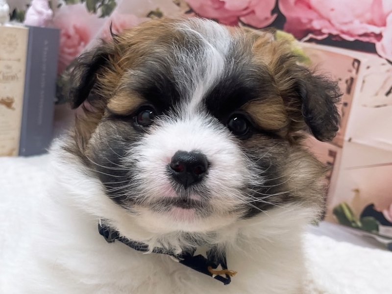 愛知県のハーフ犬・ミックス犬 (ペッツワン豊田四郷店/2026年1月2日生まれ/男の子/パーティーカラー)の子犬の1枚目の画像