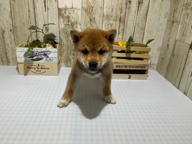 静岡県の柴犬(標準サイズ) (ペッツワン浜松都田テクノ店/2026年2月14日生まれ/男の子/赤)の子犬