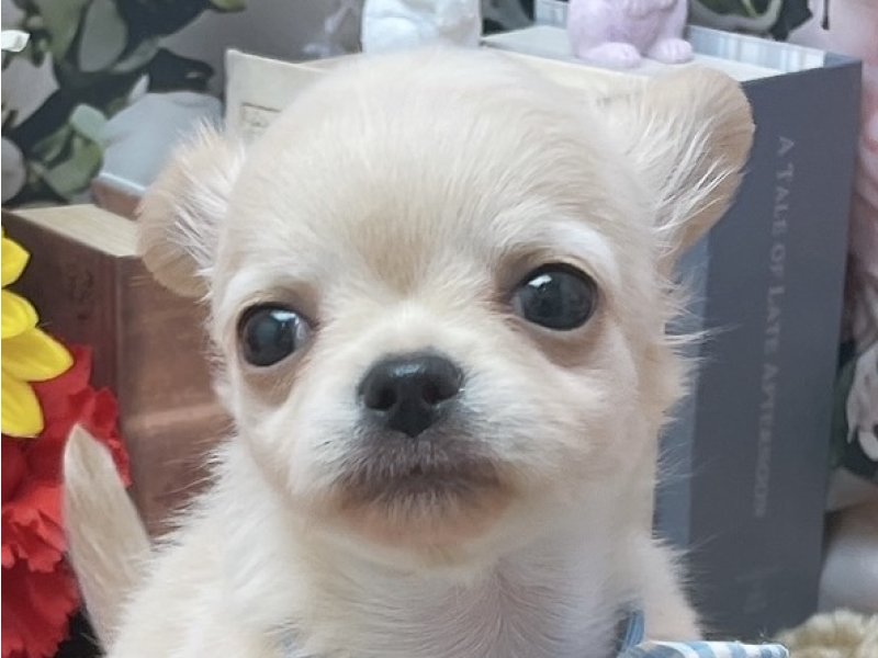 愛知県のチワワ(ロング) (ペッツワン豊田四郷店/2026年1月10日生まれ/男の子/クリーム)の子犬の1枚目の画像