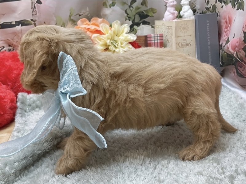 愛知県のハーフ犬・ミックス犬 (ペッツワン豊田四郷店/2025年12月21日生まれ/男の子/イエロー)の子犬の3枚目の画像