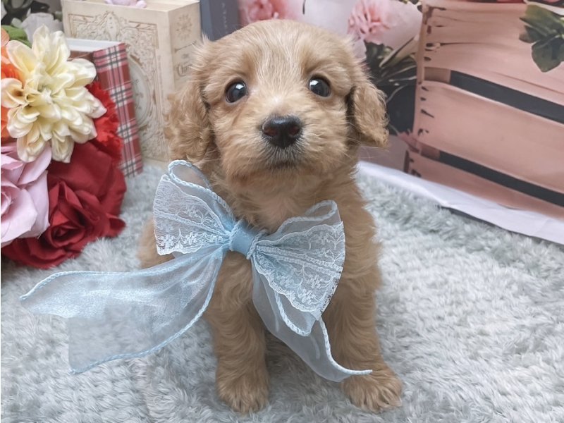 愛知県のハーフ犬・ミックス犬 (ペッツワン豊田四郷店/2025年12月21日生まれ/男の子/イエロー)の子犬の2枚目の画像