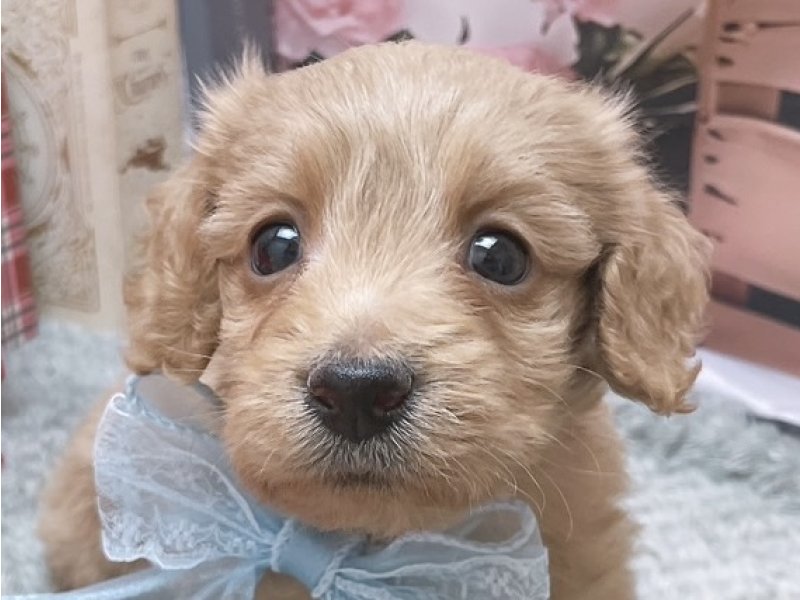 愛知県のハーフ犬・ミックス犬 (ペッツワン豊田四郷店/2025年12月21日生まれ/男の子/イエロー)の子犬の1枚目の画像