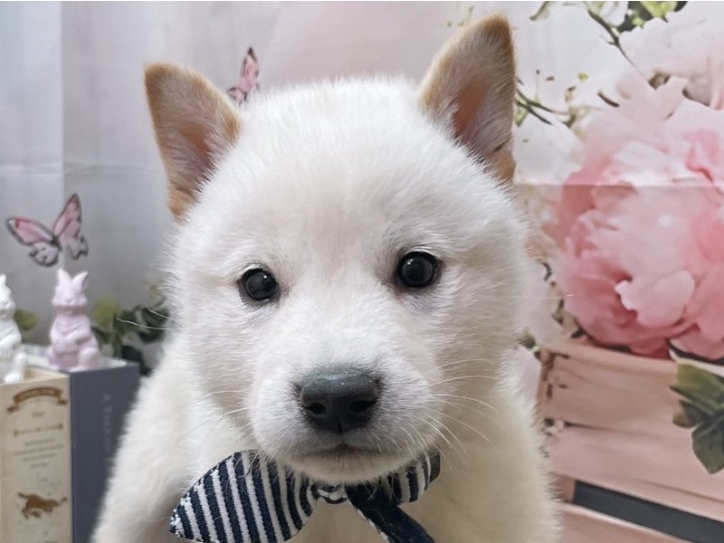 愛知県の柴犬(標準サイズ) (ペッツワン豊田四郷店/2026年1月31日生まれ/男の子/白)の子犬の1枚目の画像