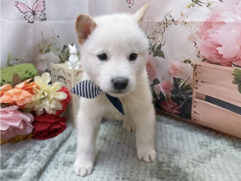愛知県の柴犬(標準サイズ) (ペッツワン豊田四郷店/2026年1月31日生まれ/男の子/白)の子犬の2枚目の画像