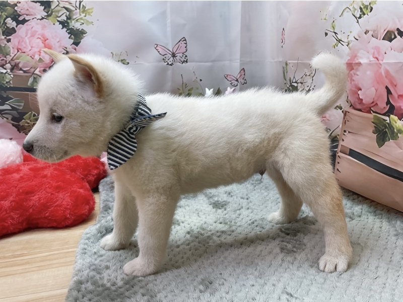 愛知県の柴犬(標準サイズ) (ペッツワン豊田四郷店/2026年1月31日生まれ/男の子/白)の子犬の3枚目の画像