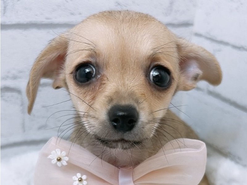 愛知県のハーフ犬・ミックス犬 (ペッツワン豊田四郷店/2026年2月28日生まれ/女の子/フォーン)の子犬の1枚目の画像