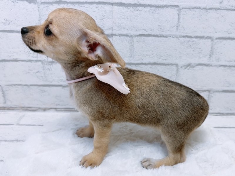 愛知県のハーフ犬・ミックス犬 (ペッツワン豊田四郷店/2026年2月28日生まれ/女の子/フォーン)の子犬の3枚目の画像