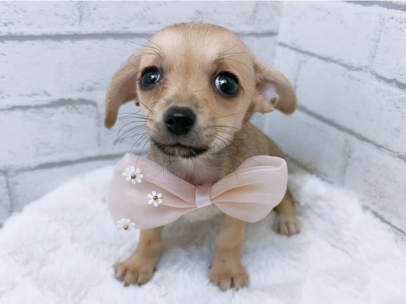 愛知県のハーフ犬・ミックス犬 (ペッツワン豊田四郷店/2026年2月28日生まれ/女の子/フォーン)の子犬の2枚目の画像