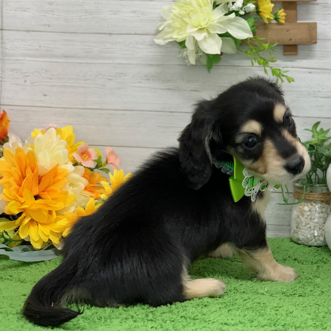 兵庫県のカニンヘンダックスフンド(ロング) (ペッツワン神戸ひよどり台店/2026年2月26日生まれ/男の子/ブラックイエロー)の子犬の3枚目の画像