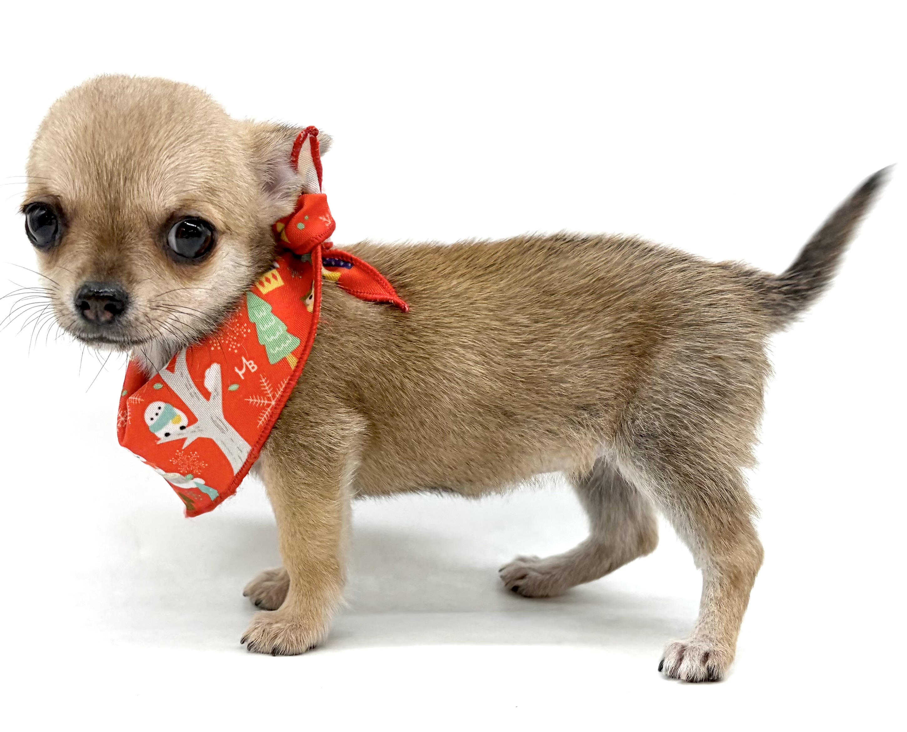 埼玉県のチワワ(ロング) (ペッツワン行田店/2026年2月21日生まれ/女の子/フォーン)の子犬の2枚目の画像