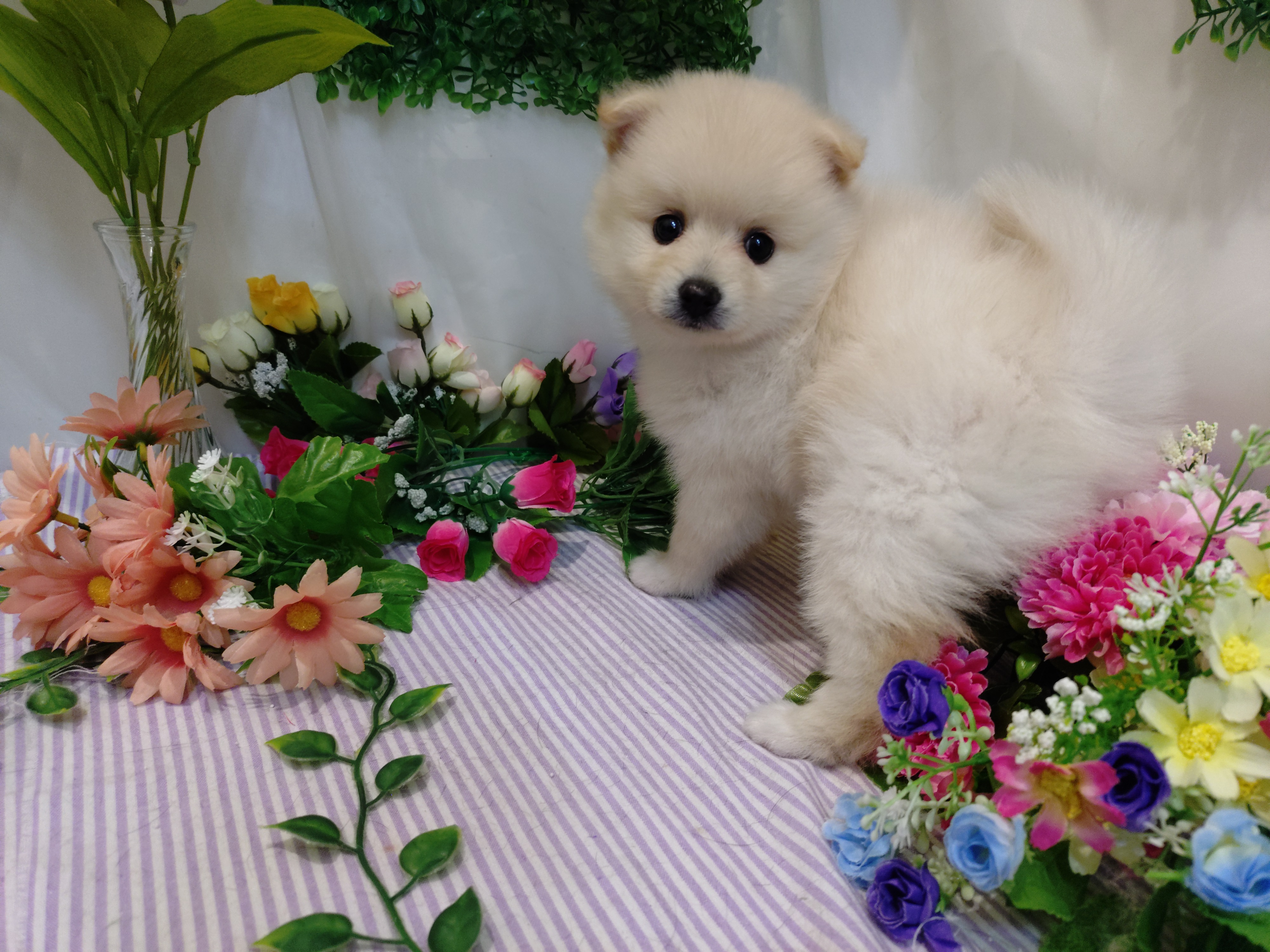 岐阜県のハーフ犬・ミックス犬 (ペッツワン関店/2026年3月3日生まれ/女の子/クリーム)の子犬