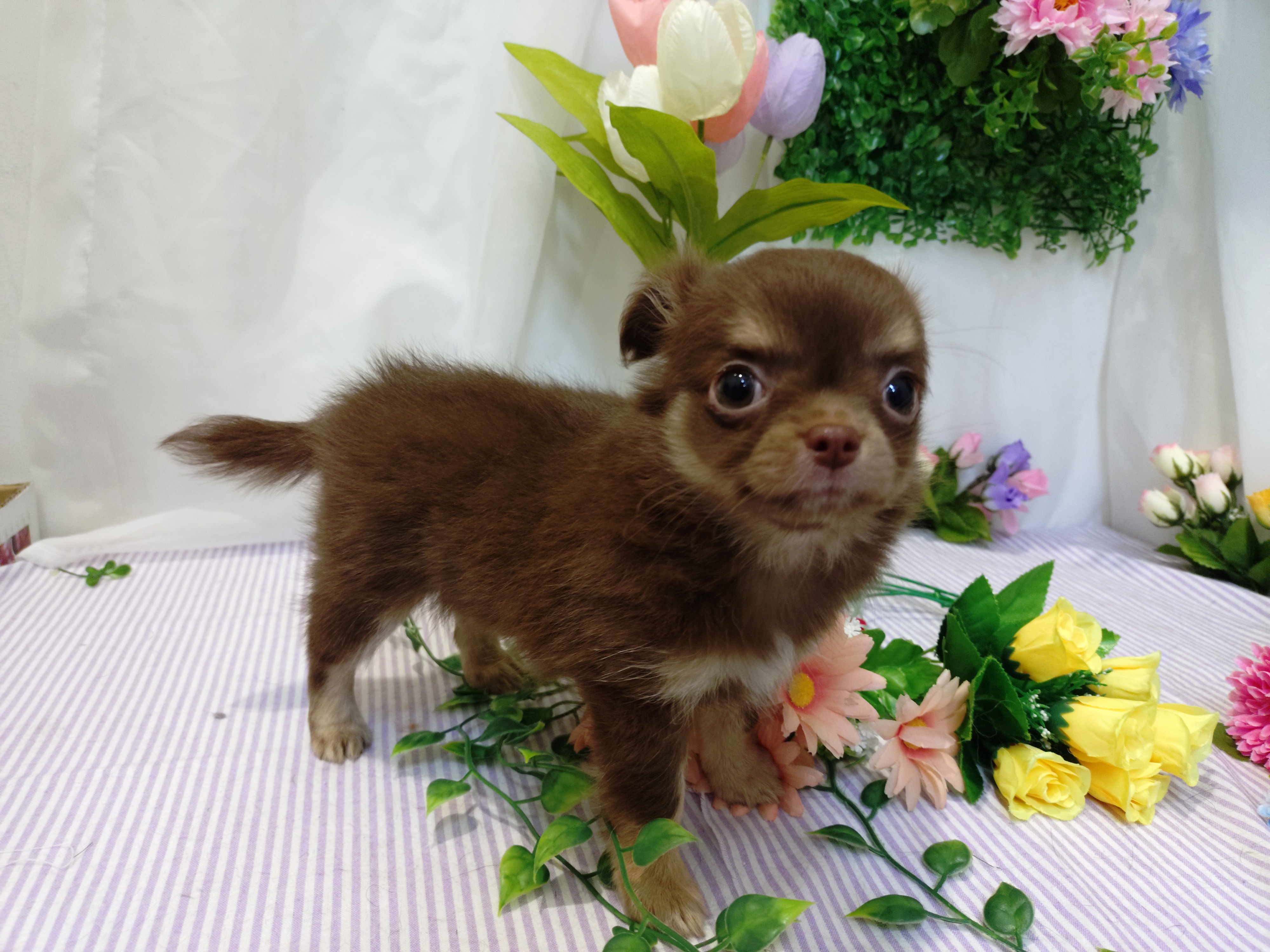 岐阜県のチワワ(ロング) (ペッツワン関店/2026年3月3日生まれ/女の子/チョコレートタン)の子犬の1枚目の画像