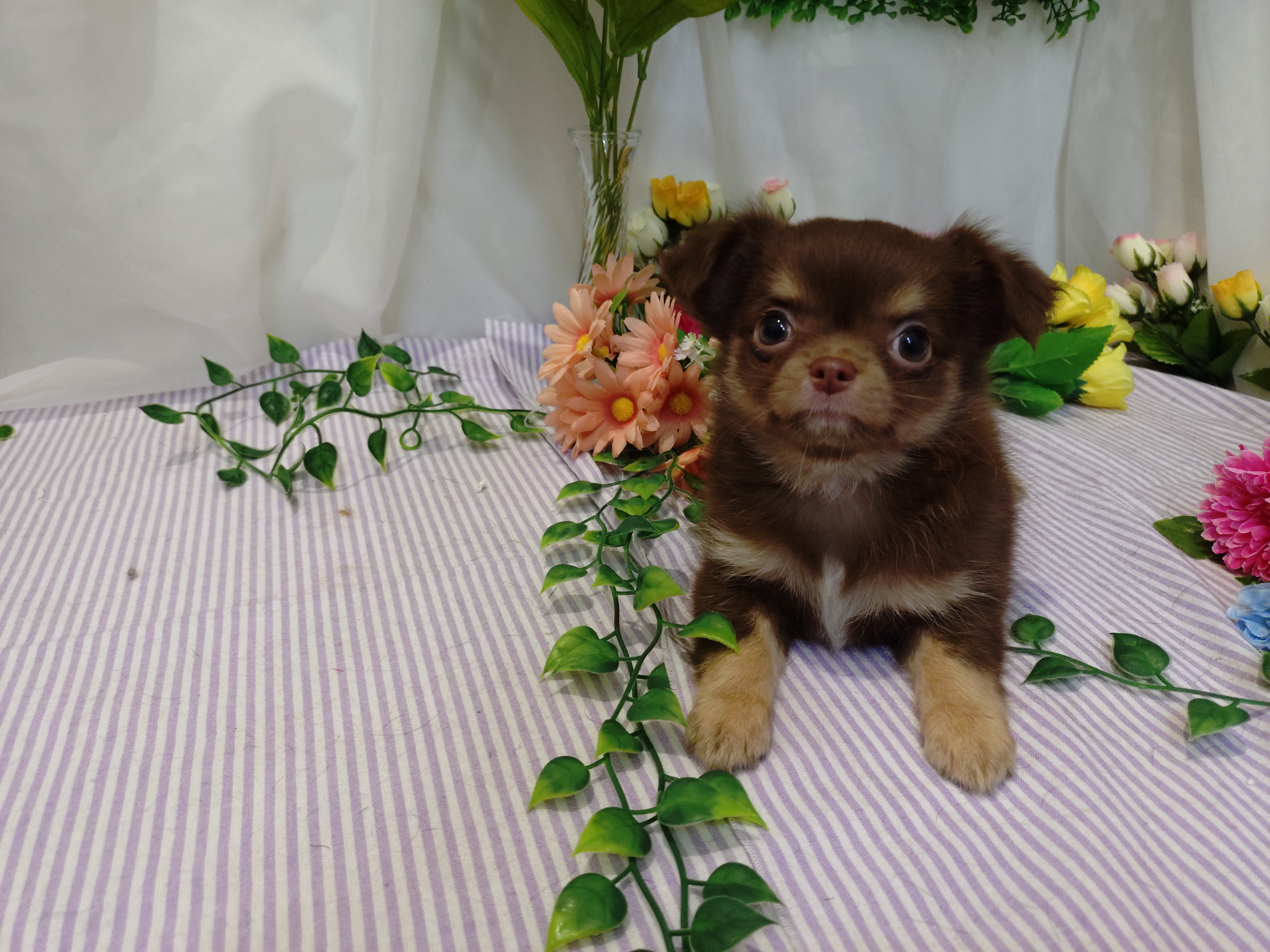 岐阜県のチワワ(ロング) (ペッツワン関店/2026年3月3日生まれ/女の子/チョコレートタン)の子犬の2枚目の画像