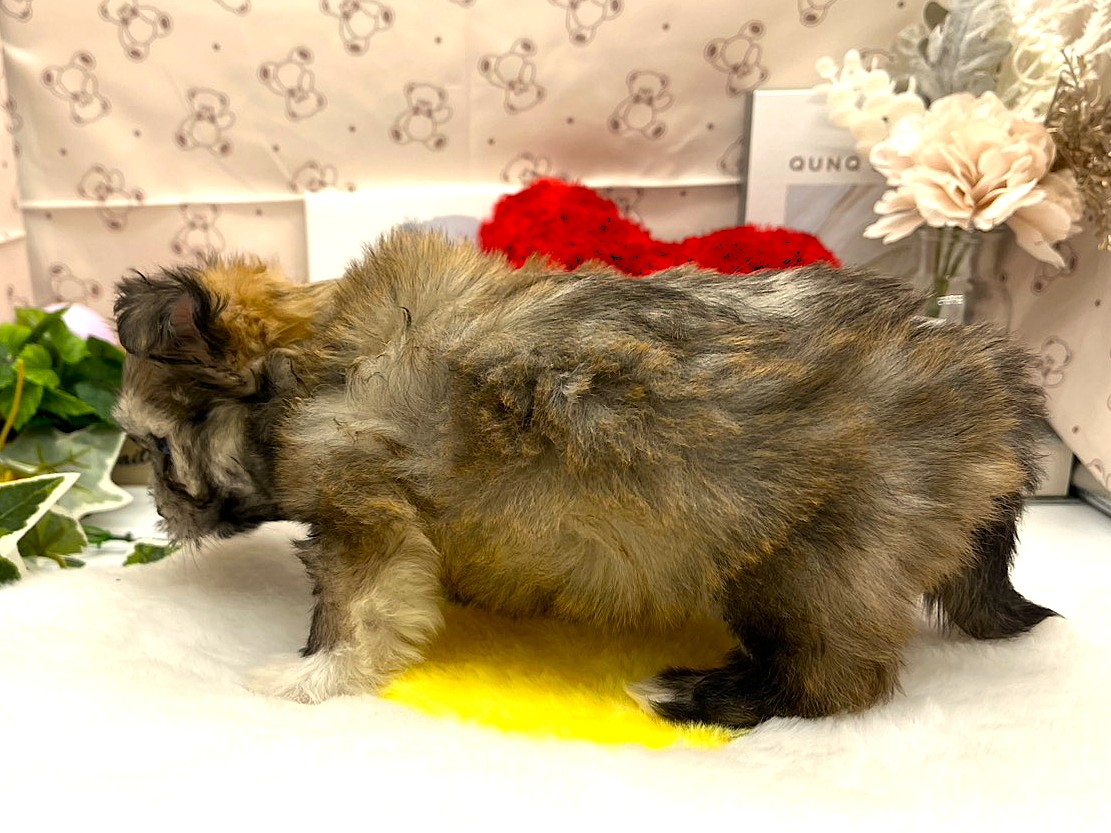 静岡県のハーフ犬・ミックス犬 (ペッツワン掛川店/2026年2月18日生まれ/男の子/フォーンホワイト)の子犬の3枚目の画像