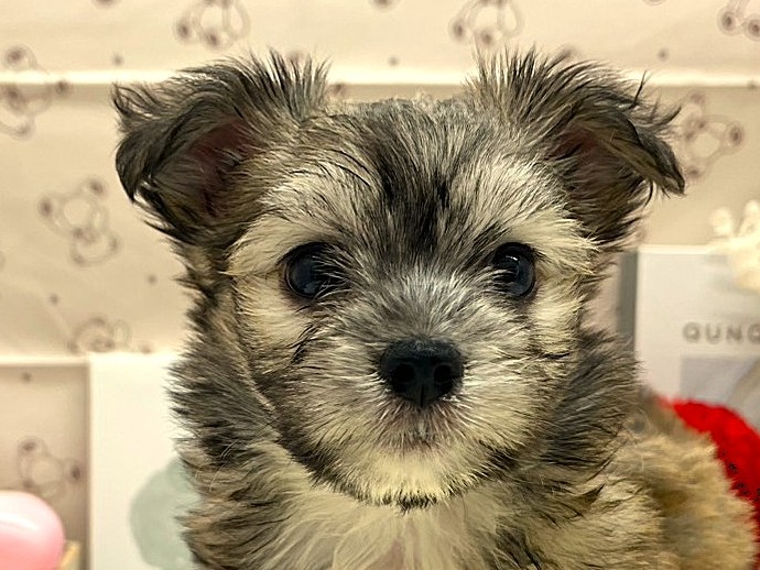 静岡県のハーフ犬・ミックス犬 (ペッツワン掛川店/2026年2月18日生まれ/男の子/フォーンホワイト)の子犬の1枚目の画像