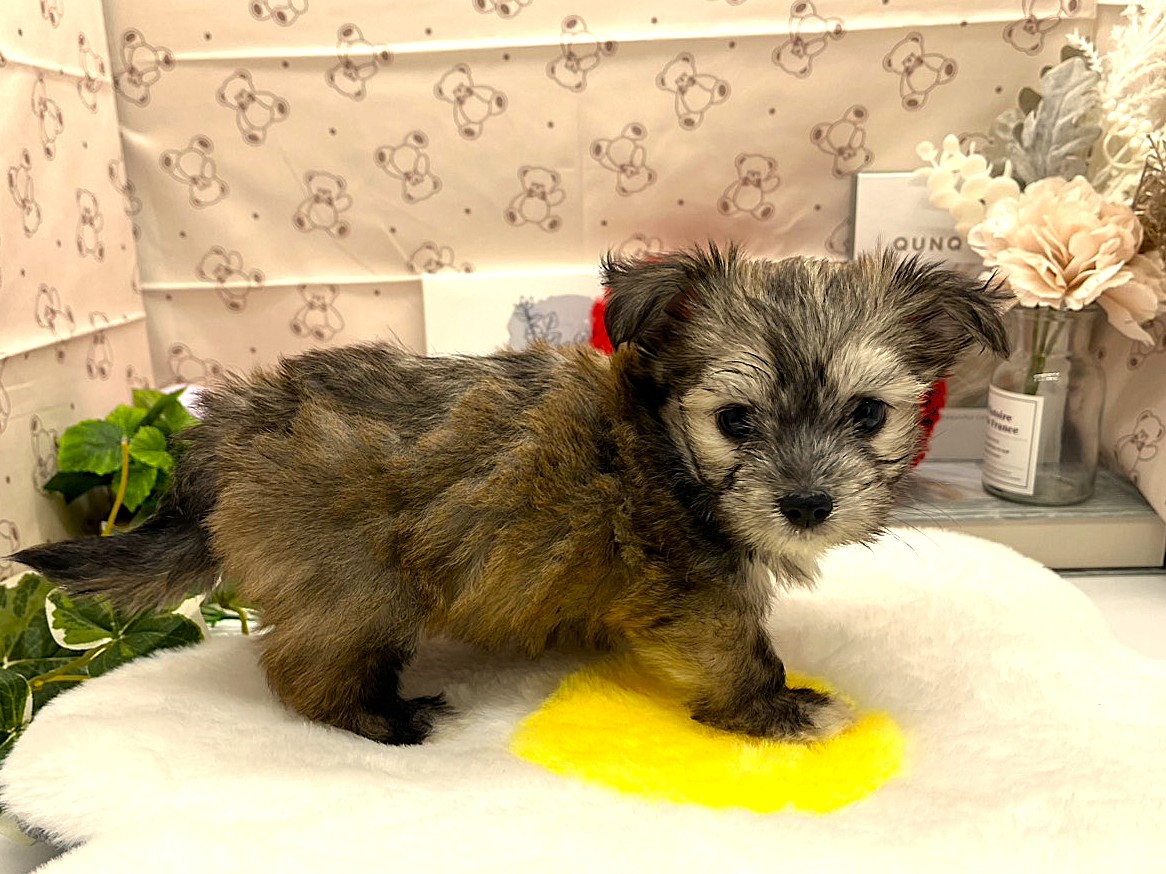 静岡県のハーフ犬・ミックス犬 (ペッツワン掛川店/2026年2月18日生まれ/男の子/フォーンホワイト)の子犬の2枚目の画像