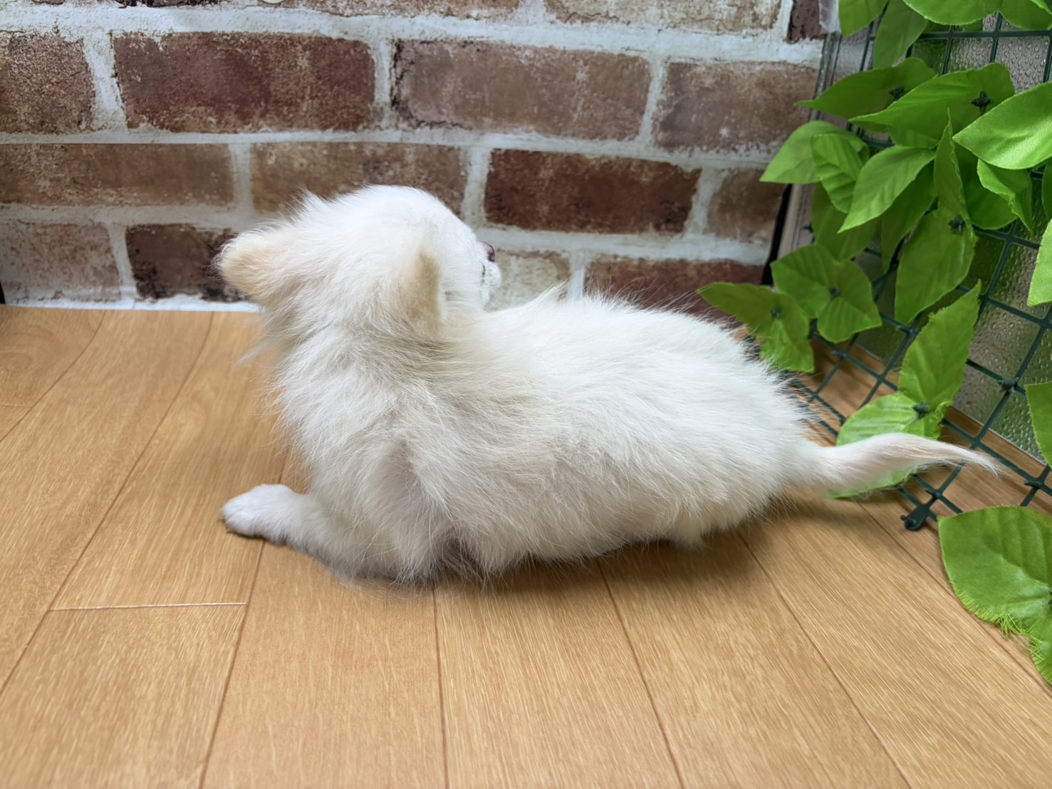 福島県のハーフ犬・ミックス犬 (ペッツワン白河モール店/2026年1月5日生まれ/男の子/クリーム)の子犬の3枚目の画像