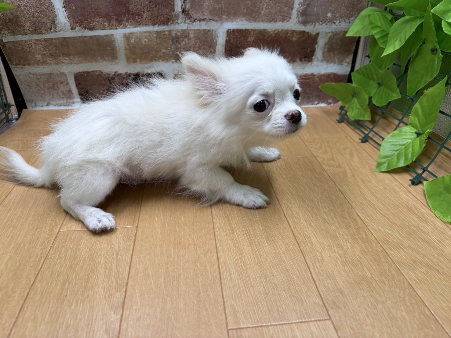 福島県のハーフ犬・ミックス犬 (ペッツワン白河モール店/2026年1月5日生まれ/男の子/クリーム)の子犬の2枚目の画像