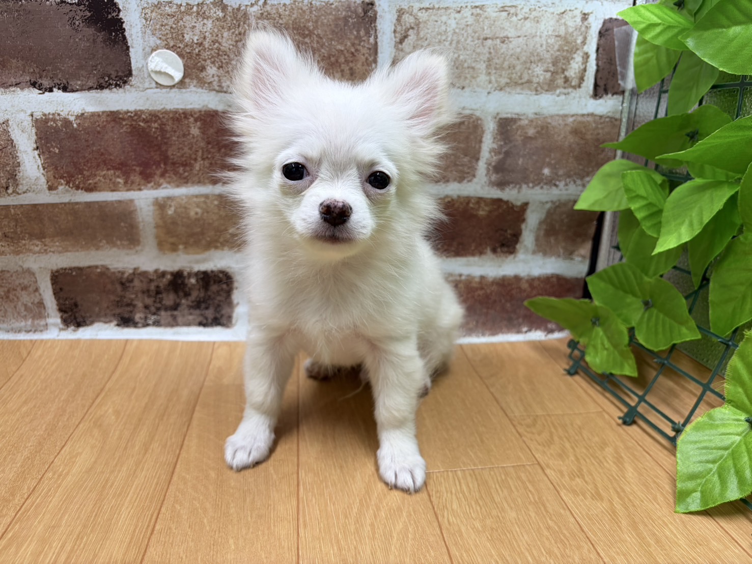 福島県のハーフ犬・ミックス犬 (ペッツワン白河モール店/2026年1月5日生まれ/男の子/クリーム)の子犬の1枚目の画像