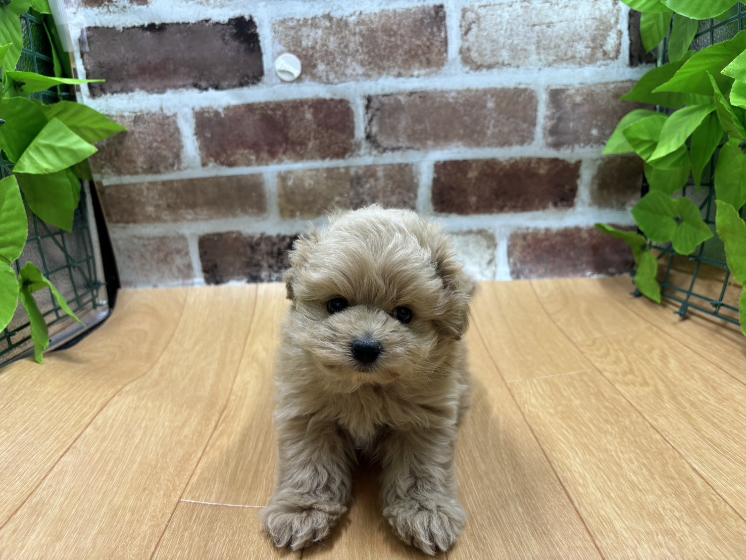 福島県のハーフ犬・ミックス犬 (ペッツワン白河モール店/2026年2月17日生まれ/男の子/アプリコット)の子犬の1枚目の画像