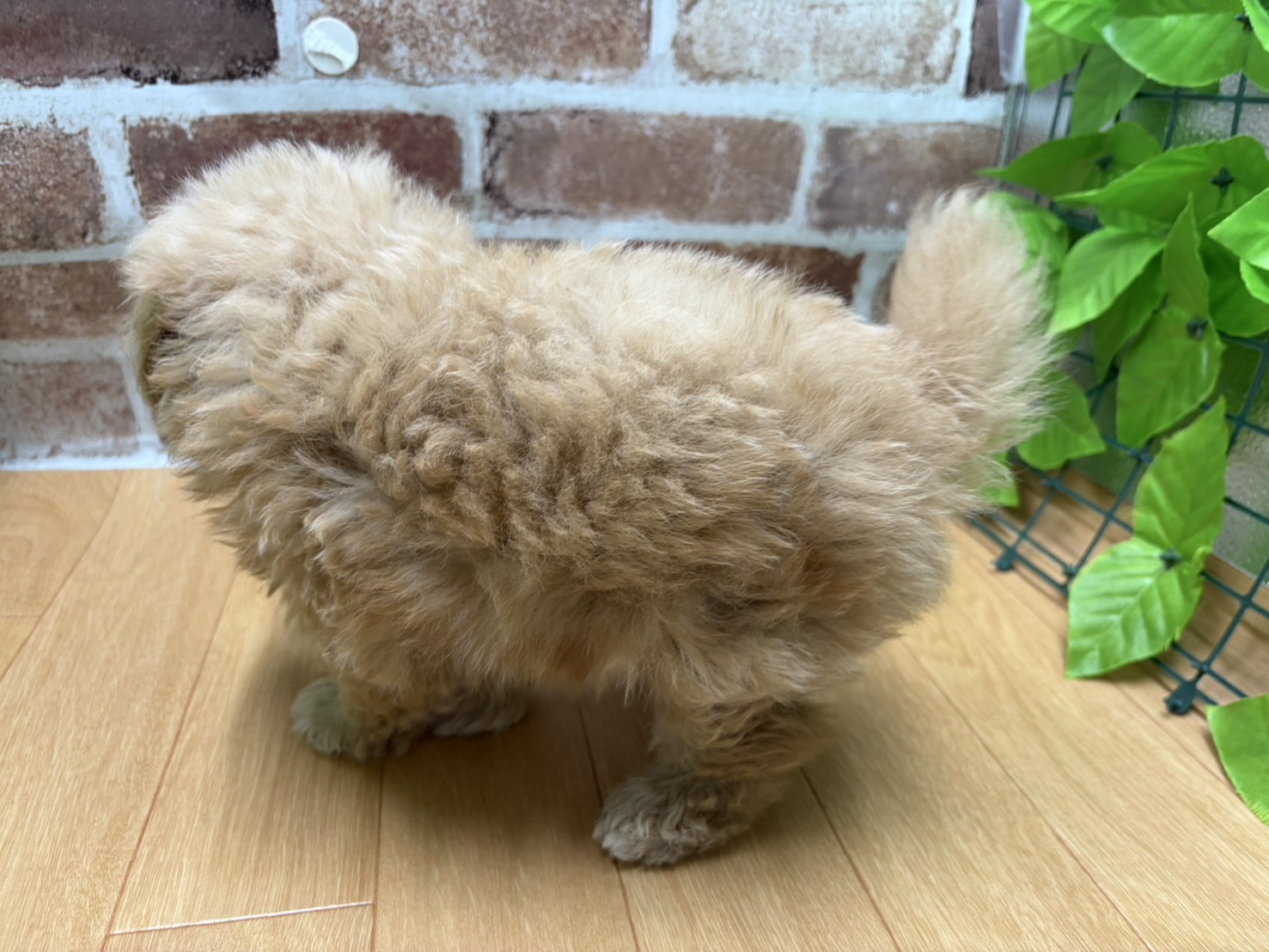 福島県のハーフ犬・ミックス犬 (ペッツワン白河モール店/2026年2月17日生まれ/男の子/アプリコット)の子犬の3枚目の画像