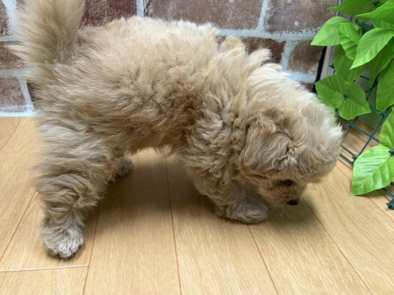 福島県のハーフ犬・ミックス犬 (ペッツワン白河モール店/2026年2月17日生まれ/男の子/アプリコット)の子犬の2枚目の画像
