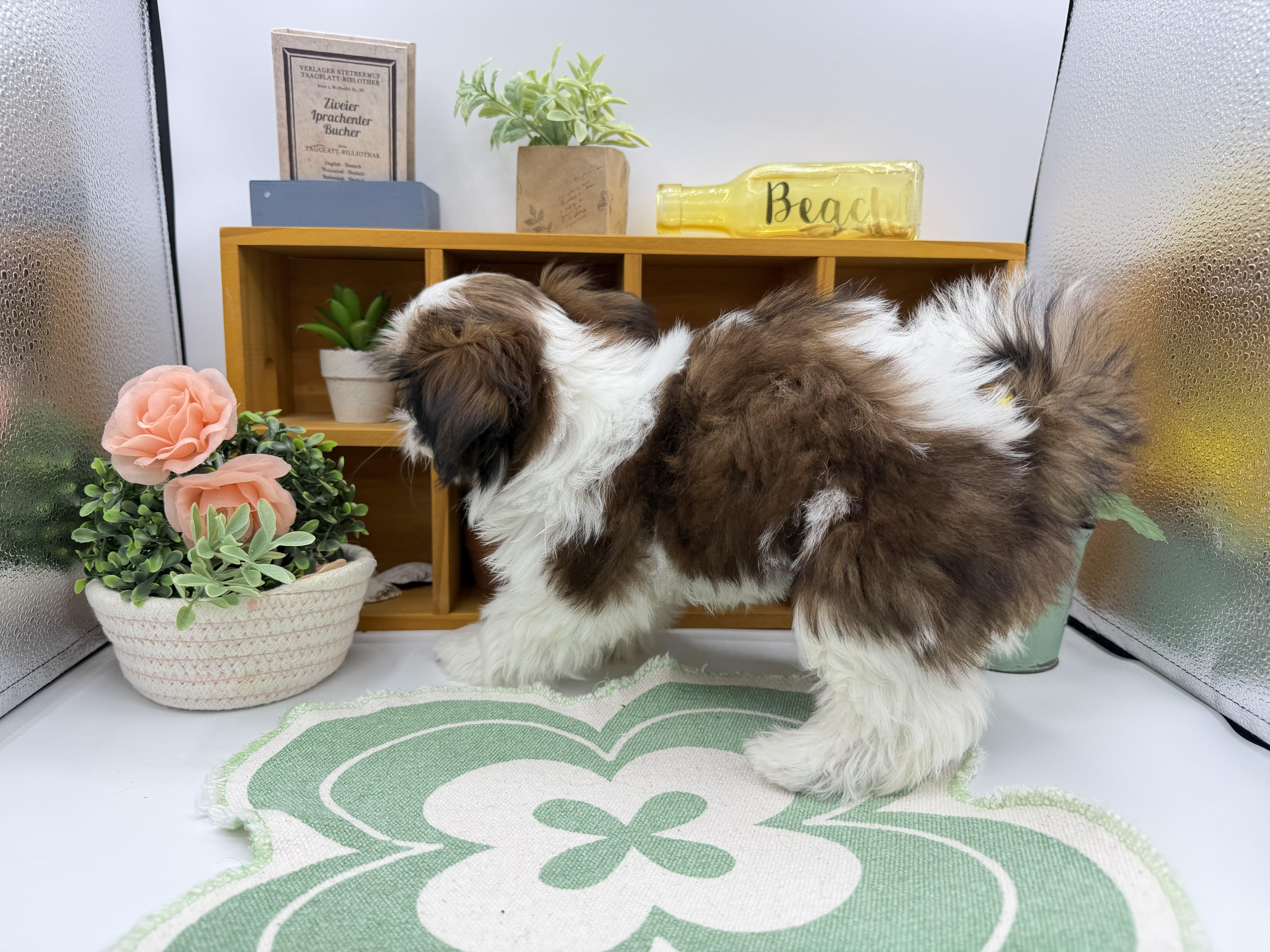 静岡県のシーズー (ペッツワン清水店/2026年2月3日生まれ/女の子/ホワイトゴールド)の子犬の3枚目の画像