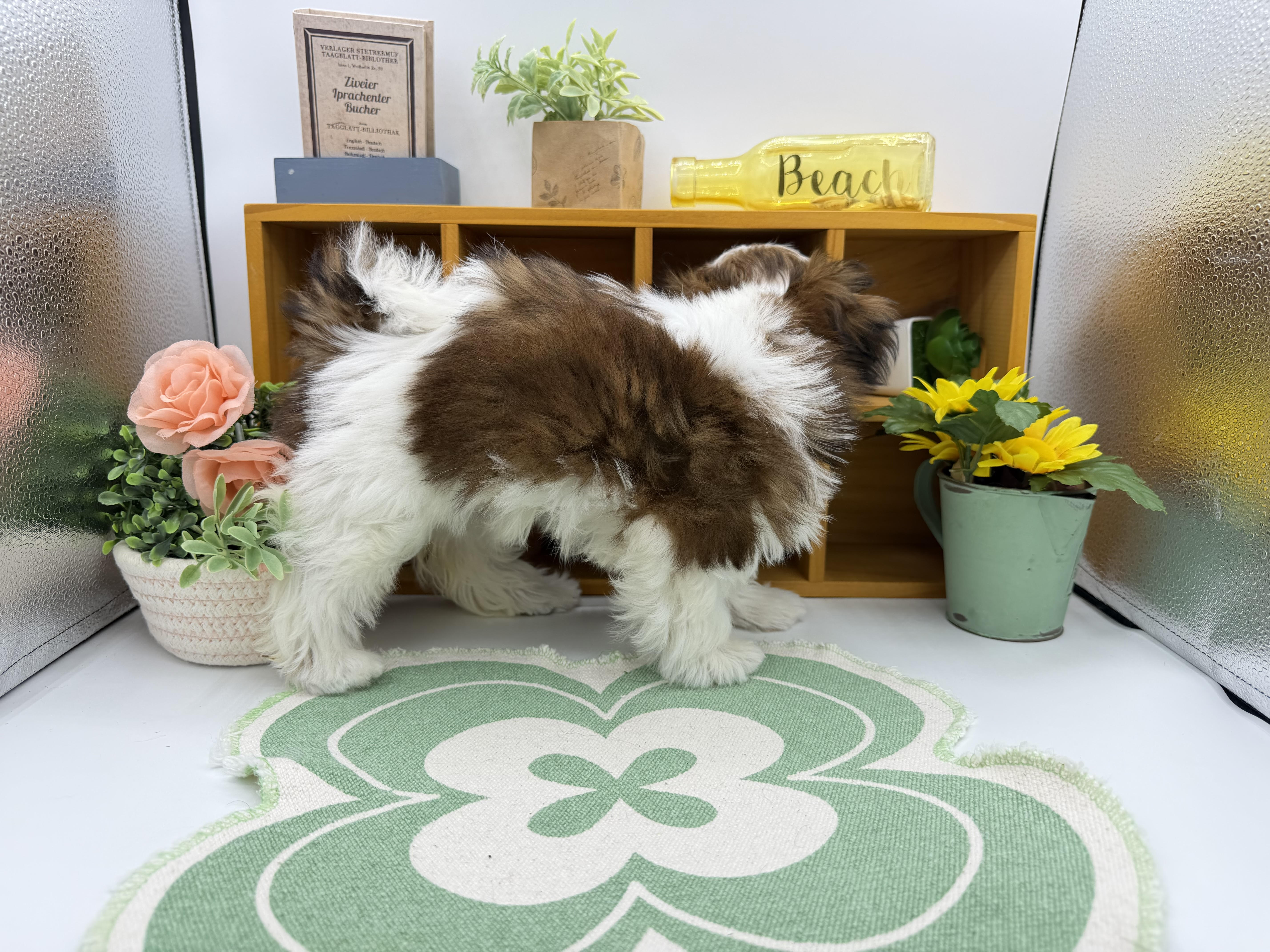静岡県のシーズー (ペッツワン清水店/2026年2月3日生まれ/女の子/ホワイトゴールド)の子犬の2枚目の画像
