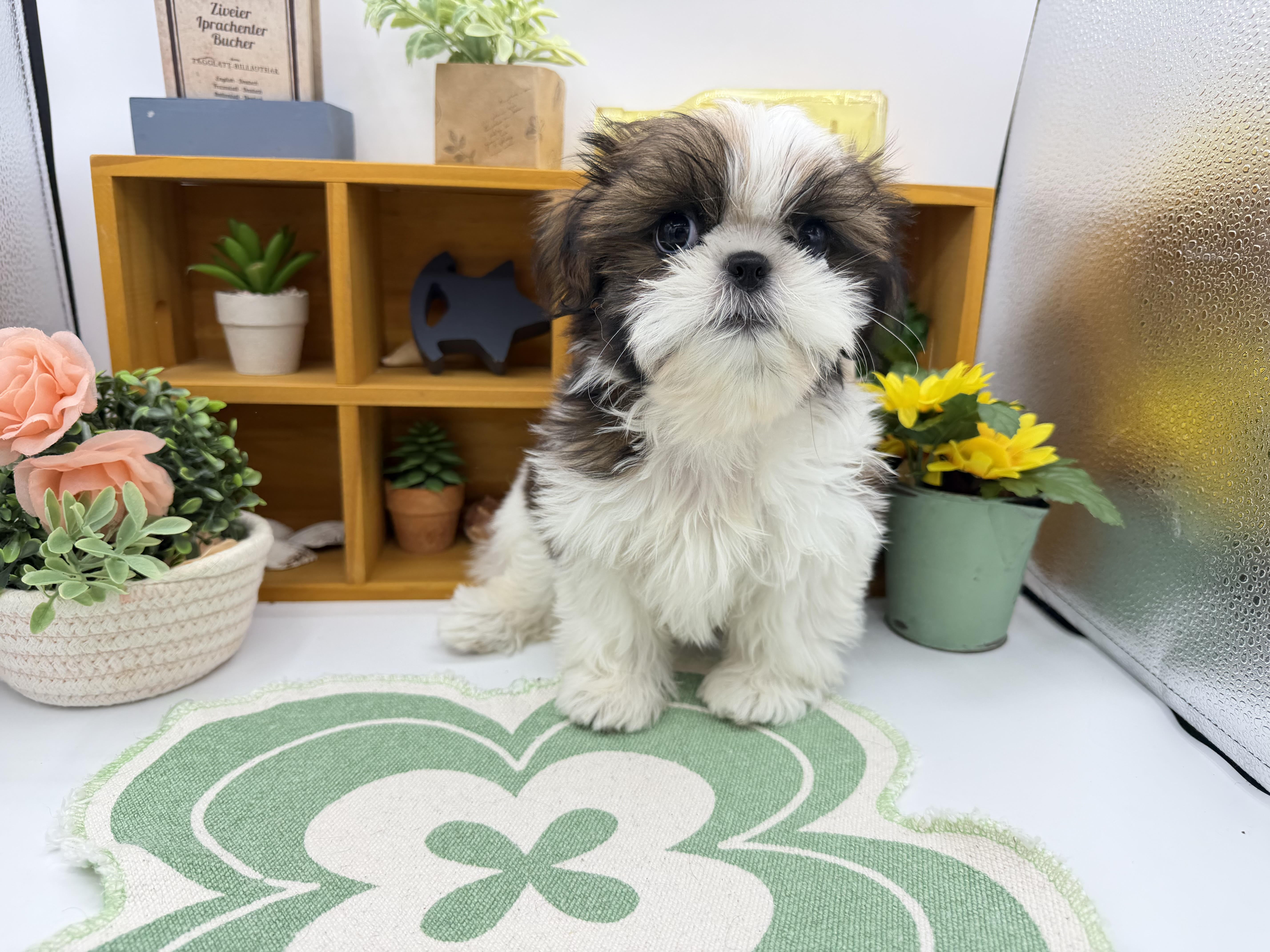 静岡県のシーズー (ペッツワン清水店/2026年2月3日生まれ/女の子/ホワイトゴールド)の子犬の1枚目の画像