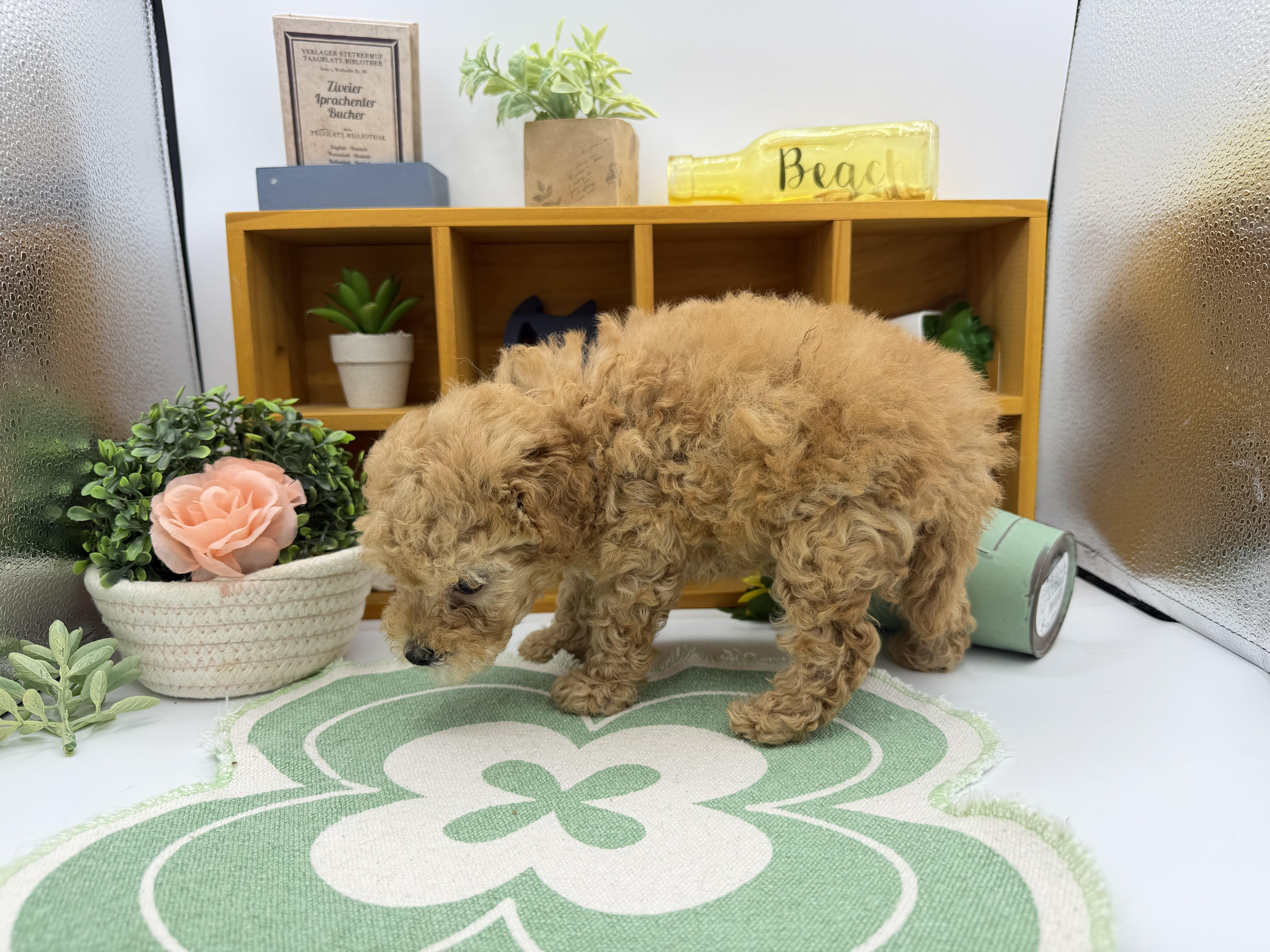 静岡県のトイプードル(トイ) (ペッツワン清水店/2026年2月17日生まれ/男の子/アプリコット)の子犬の3枚目の画像
