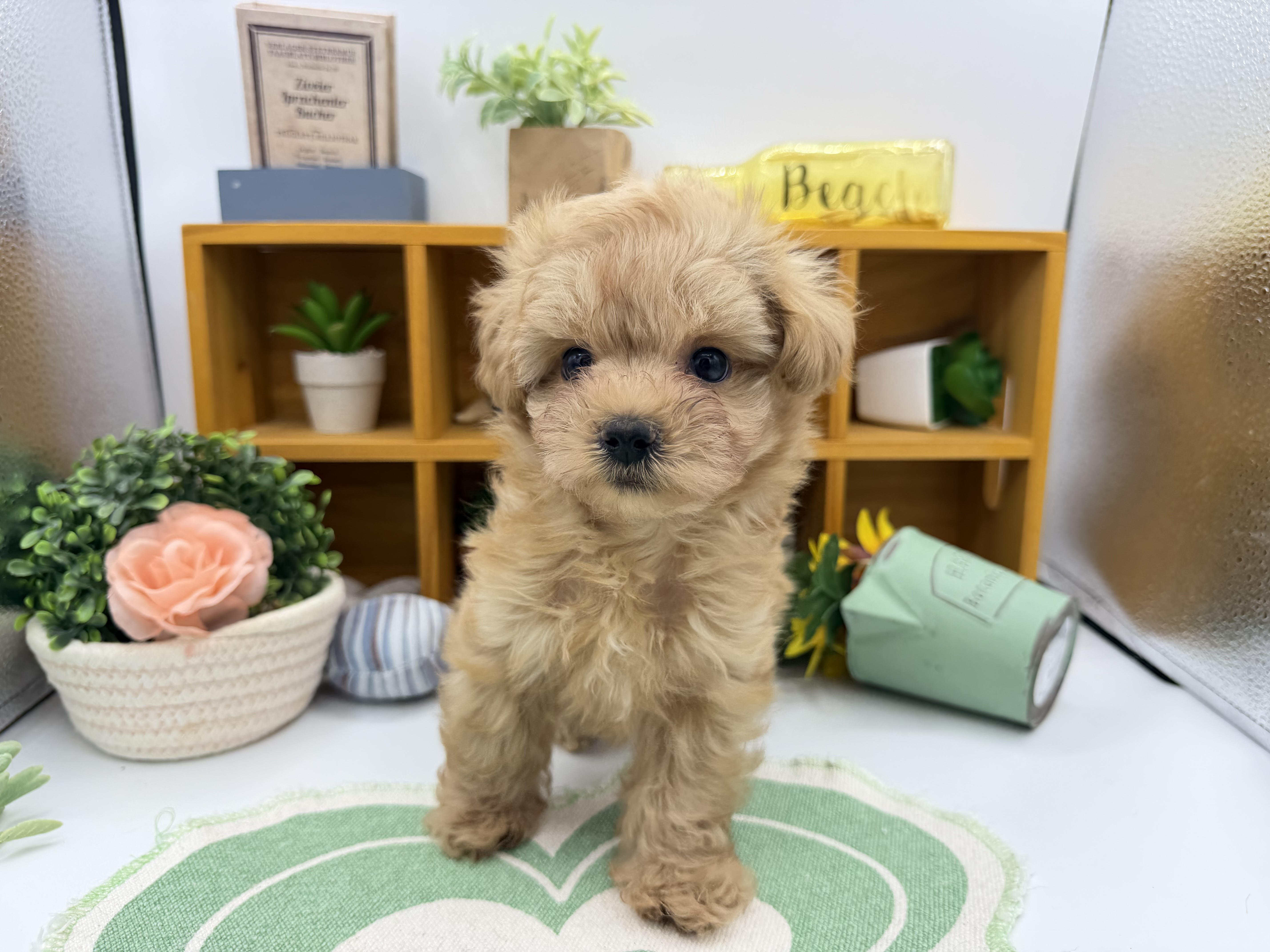 静岡県のハーフ犬・ミックス犬 (ペッツワン清水店/2026年2月17日生まれ/男の子/アプリコット)の子犬の1枚目の画像