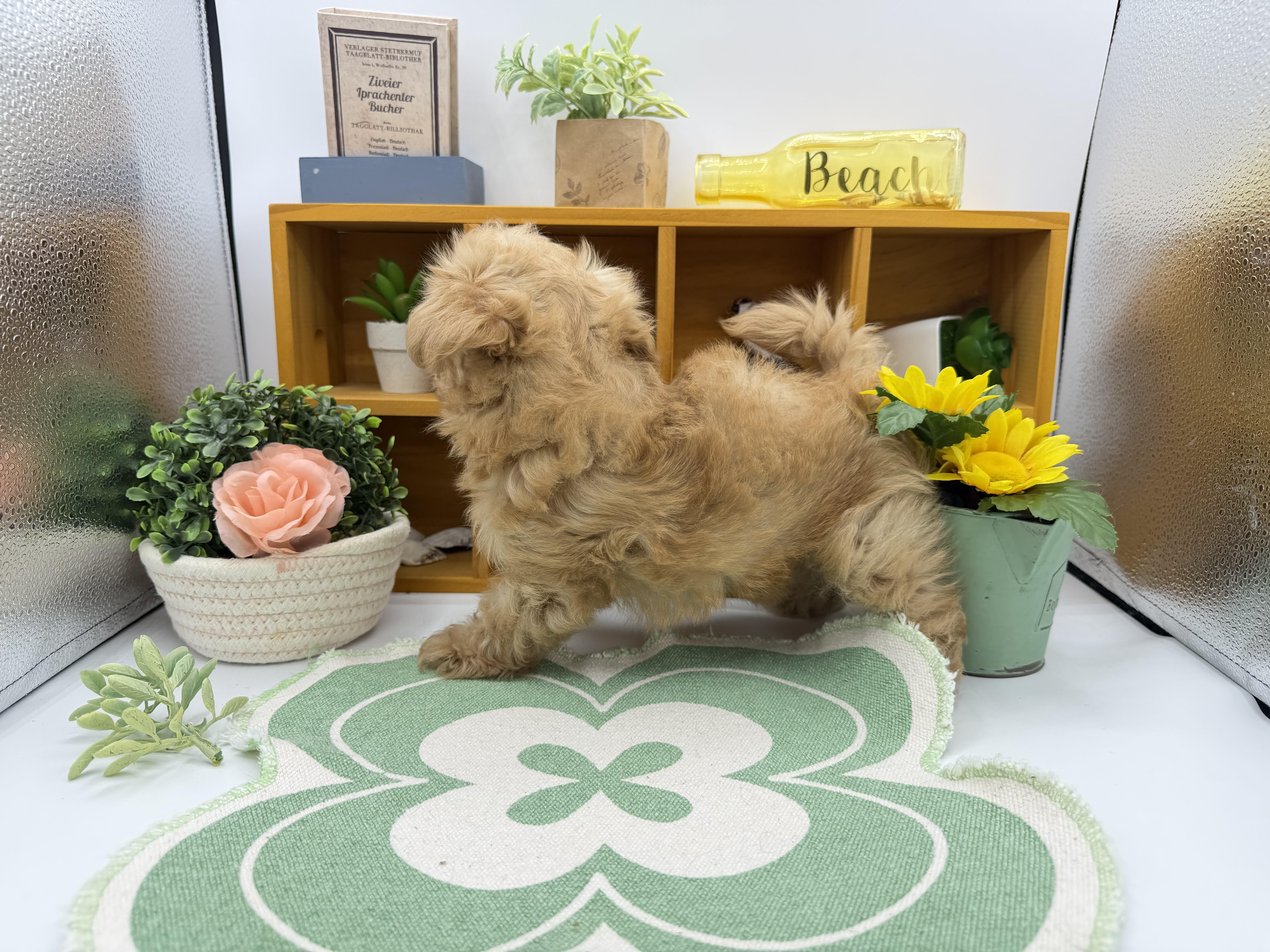 静岡県のハーフ犬・ミックス犬 (ペッツワン清水店/2026年2月17日生まれ/男の子/アプリコット)の子犬の3枚目の画像