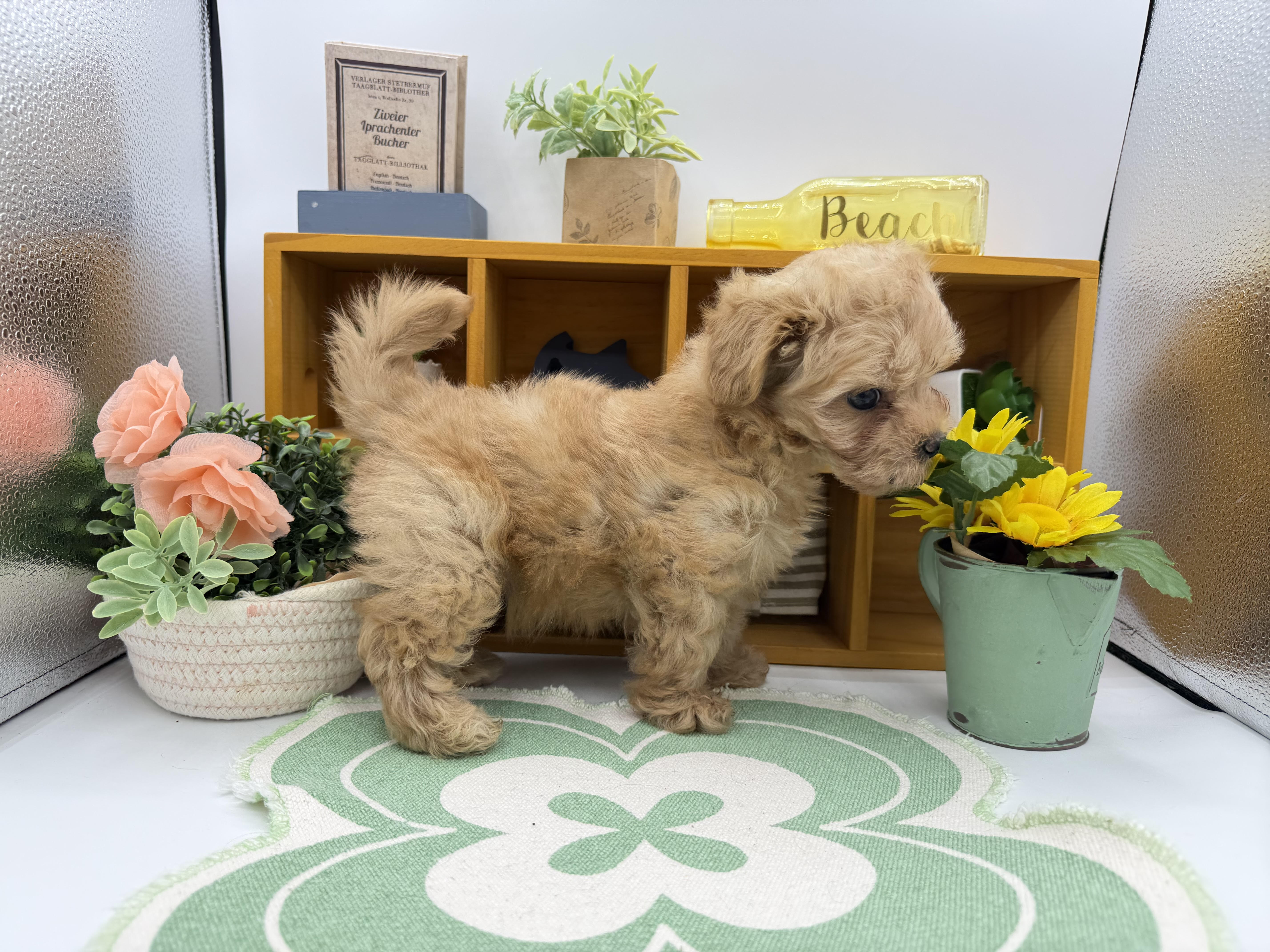 静岡県のハーフ犬・ミックス犬 (ペッツワン清水店/2026年2月17日生まれ/男の子/アプリコット)の子犬の2枚目の画像
