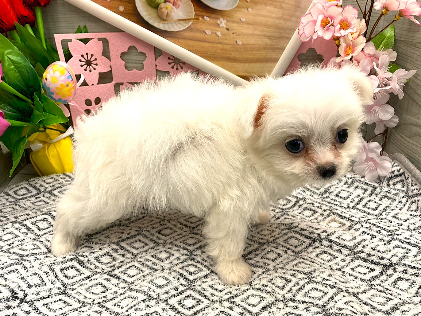 京都府のハーフ犬・ミックス犬 (ペッツワン木津川店/2026年2月17日生まれ/男の子/クリーム)の子犬の2枚目の画像