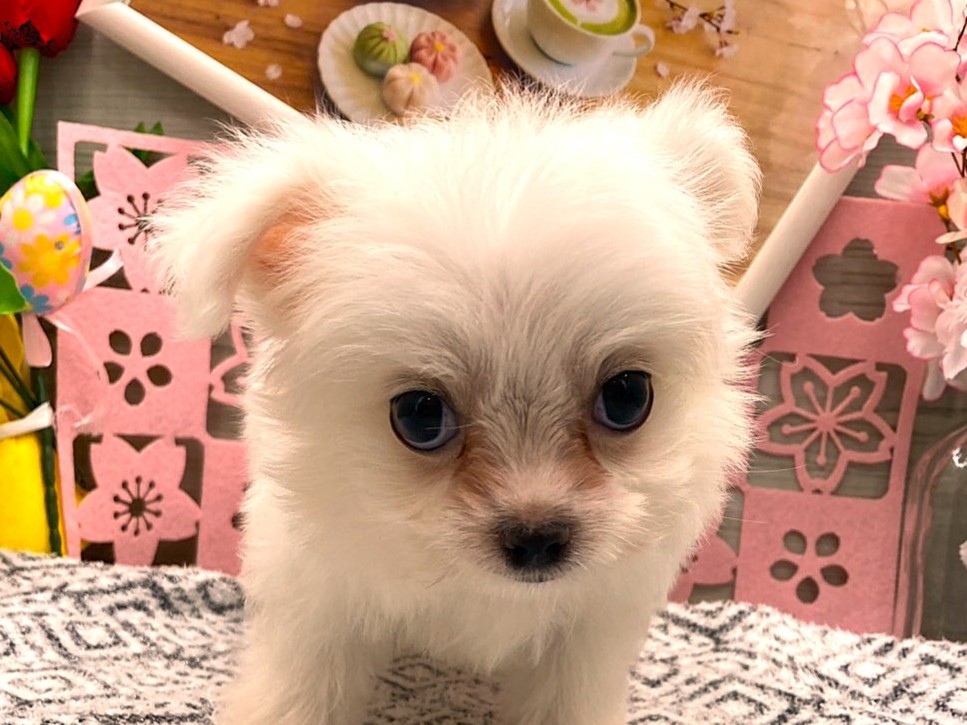 京都府のハーフ犬・ミックス犬 (ペッツワン木津川店/2026年2月17日生まれ/男の子/クリーム)の子犬の1枚目の画像