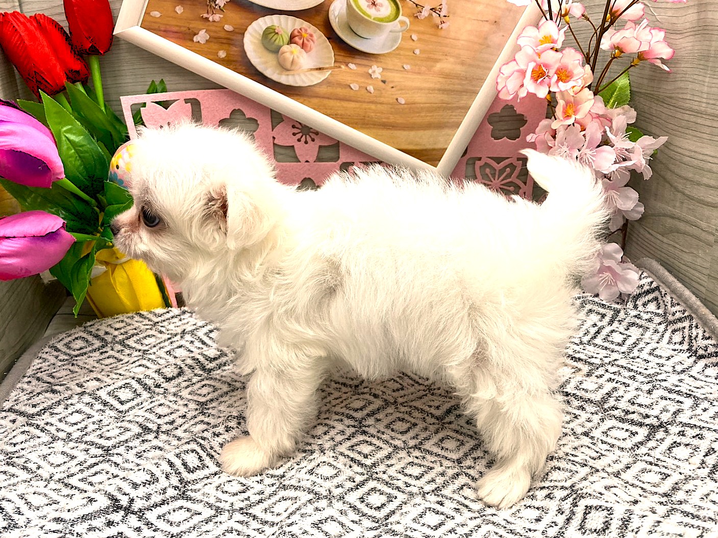 京都府のハーフ犬・ミックス犬 (ペッツワン木津川店/2026年2月17日生まれ/男の子/クリーム)の子犬の3枚目の画像