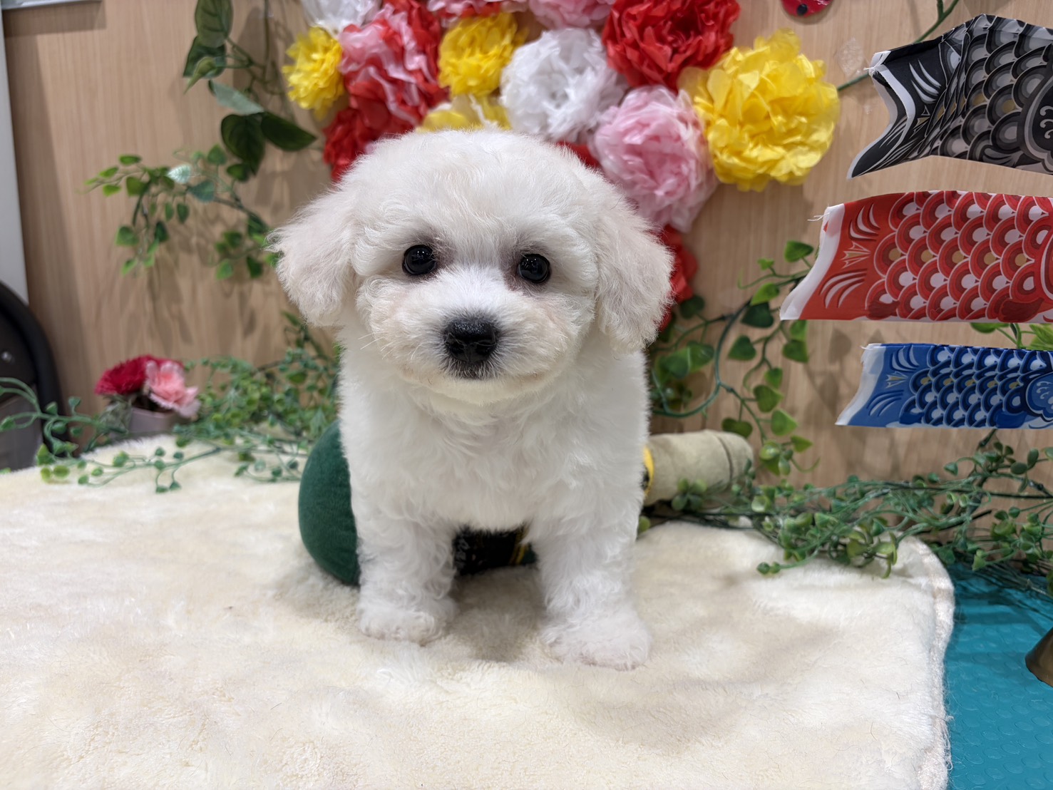 福島県のビションフリーゼ (ペッツワン会津若松店/2026年2月15日生まれ/男の子/ホワイト)の子犬の1枚目の画像