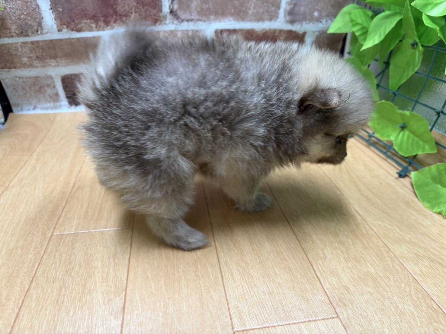 福島県のハーフ犬・ミックス犬 (ペッツワン白河モール店/2026年2月24日生まれ/女の子/チョコレートフォーン)の子犬の2枚目の画像