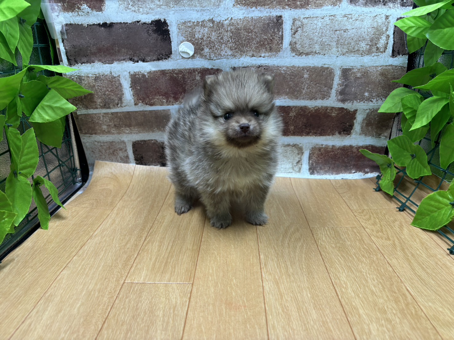 福島県のハーフ犬・ミックス犬 (ペッツワン白河モール店/2026年2月24日生まれ/女の子/チョコレートフォーン)の子犬の1枚目の画像