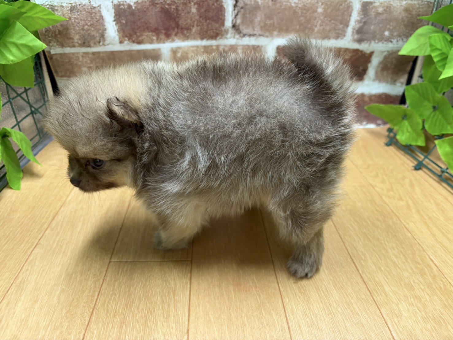 福島県のハーフ犬・ミックス犬 (ペッツワン白河モール店/2026年2月24日生まれ/女の子/チョコレートフォーン)の子犬の3枚目の画像