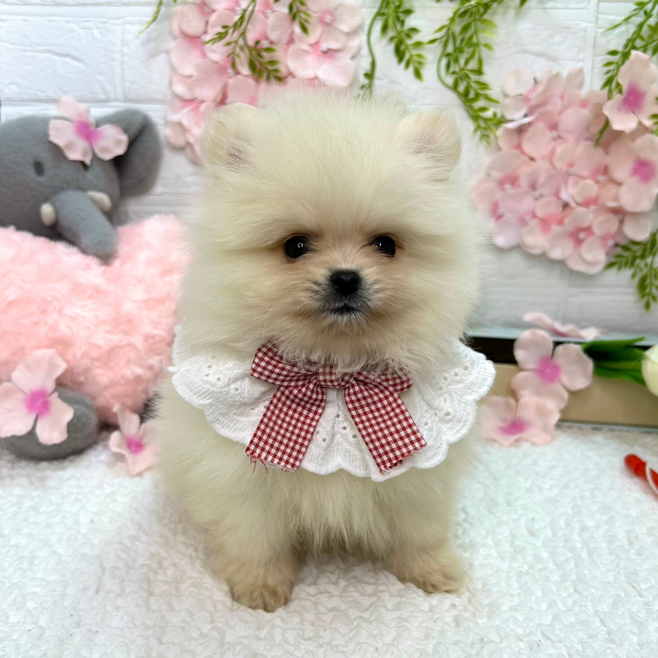 大阪府のポメラニアン (ペッツワン東大阪店/2026年3月5日生まれ/男の子/ホワイトクリーム)の子犬