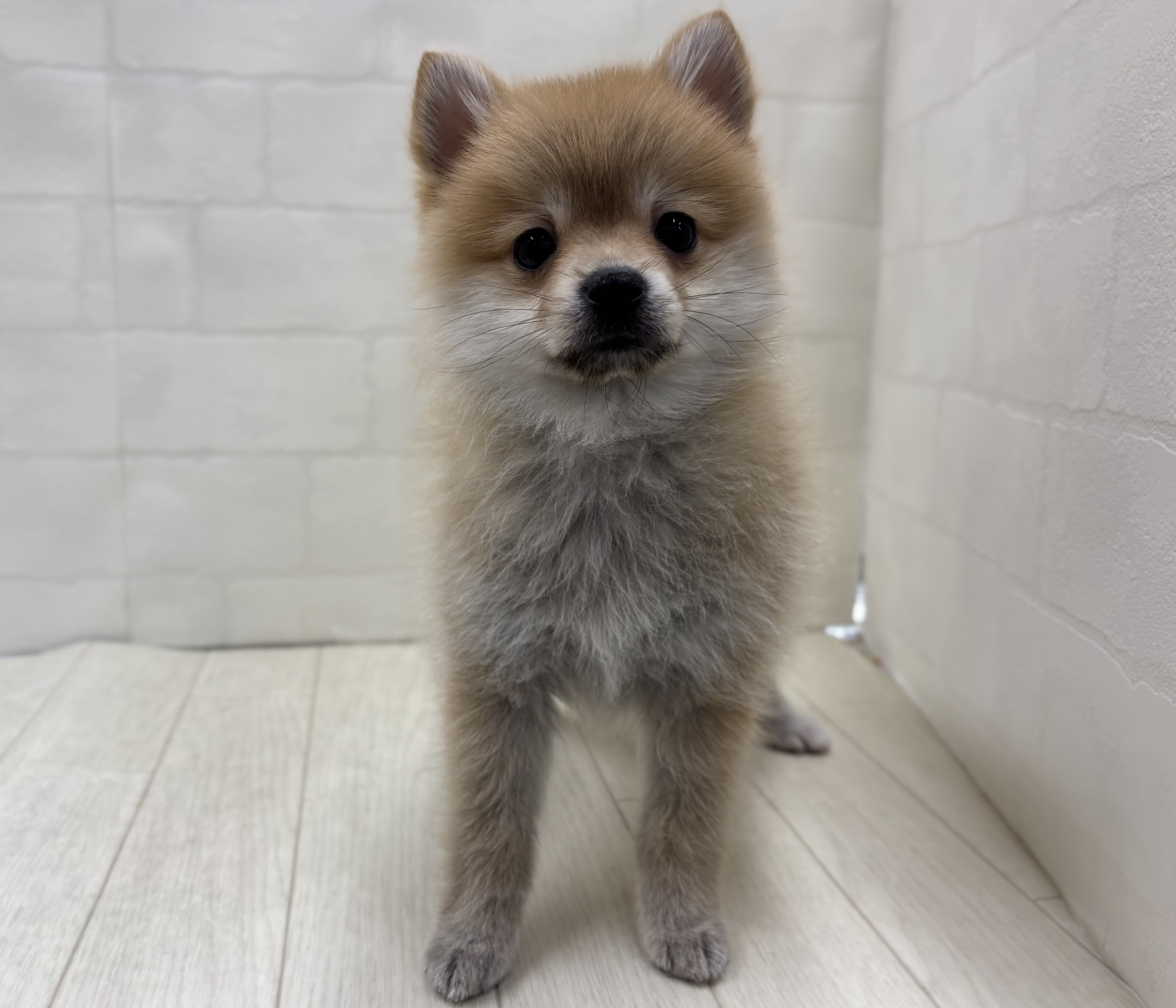 埼玉県のハーフ犬・ミックス犬 (ペッツワン大利根店/2026年1月26日生まれ/男の子/赤)の子犬
