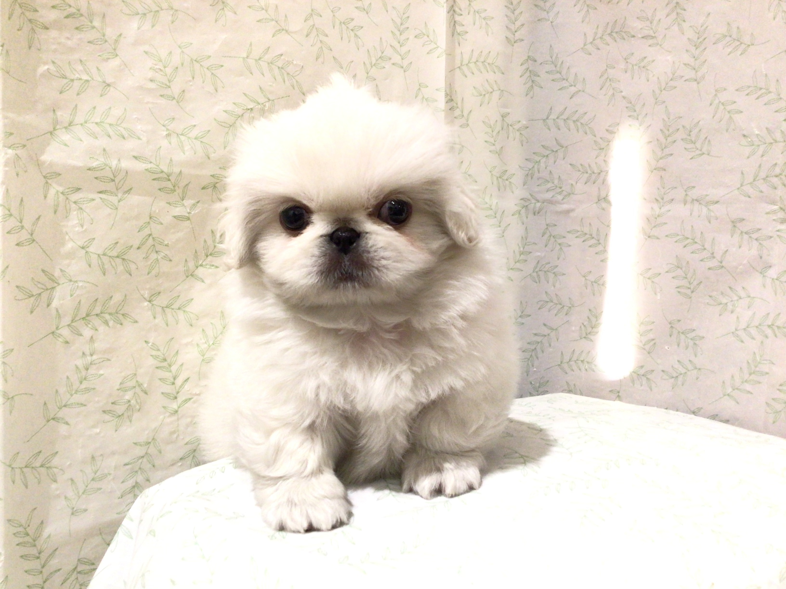 茨城県のペキニーズ (ペッツワン高萩店/2026年3月2日生まれ/男の子/ホワイト)の子犬