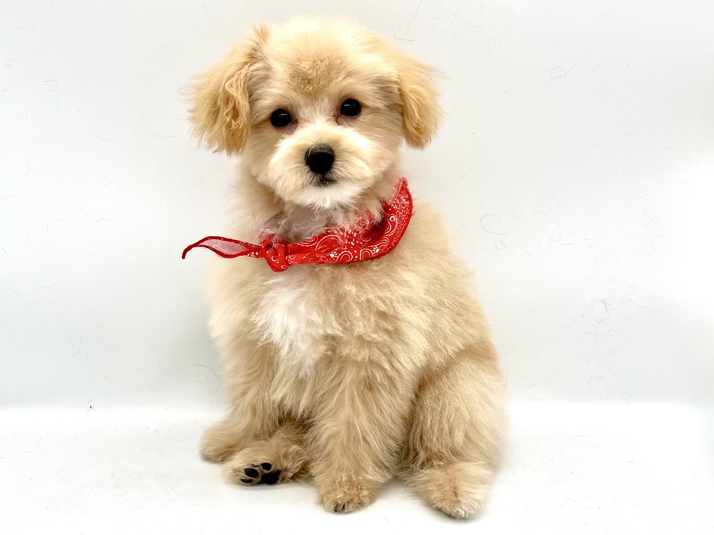 埼玉県のハーフ犬・ミックス犬 (ペッツワンなめがわモール店/2025年12月19日生まれ/男の子/クリーム)の子犬